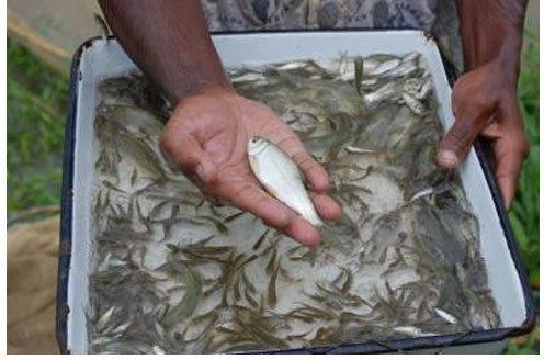 Tilapia fish seed, Shelf Life : 12 Months