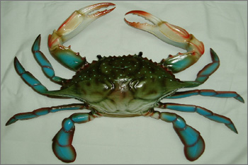 Blue Crab, for Household, Restaurant