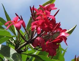 Plumeria Alba