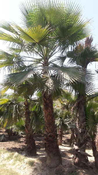 Green Washingtonia Palm