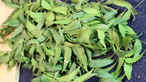 Organic Green Dried Neem Leaves