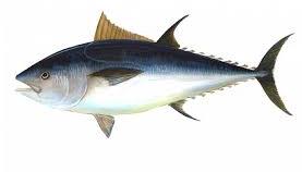 tuna fish