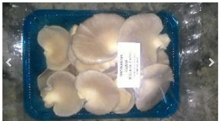 Fresh oyster mushroom, Color : White