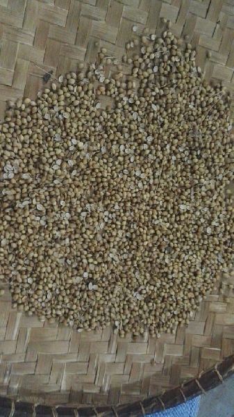 Coriander seeds, Packaging Type : 25 Kg Pp Bag