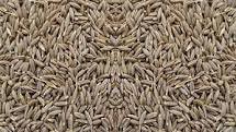 Organic conventional both cumin seeds, Color : Brown