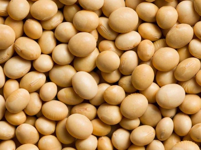 Organic soybean seeds, Feature : Low Moisture