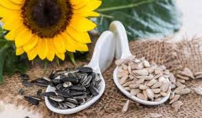 Common sunflower seeds, Purity : 99%