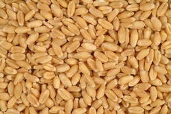 Organic conventional both Wheat Seeds, for Flour, Food