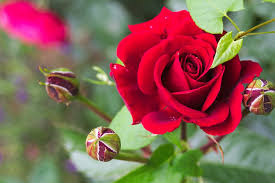 Rose Flower Plant, Feature : Eye catching, Finely cultivated