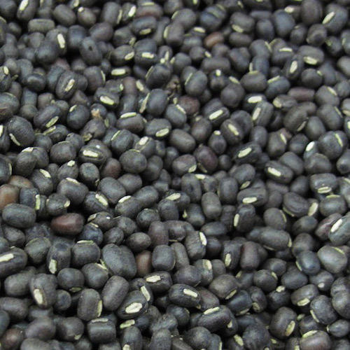 Black Gram Seeds, Feature : Rich In Protein