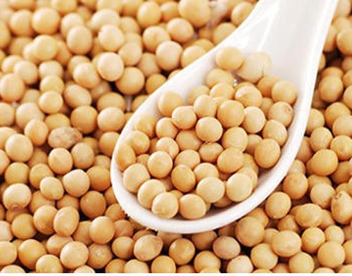 Organic soybean seeds, for Human Consumption, Animal Feed, Feature : High Nutritional Value, Low In Saturated Fat