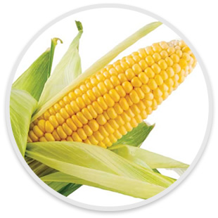 Fresh sweet corn on cob