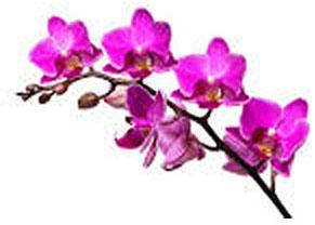 ORCHID (DENDROBIUM)