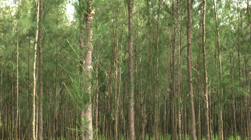 Casuarina wood