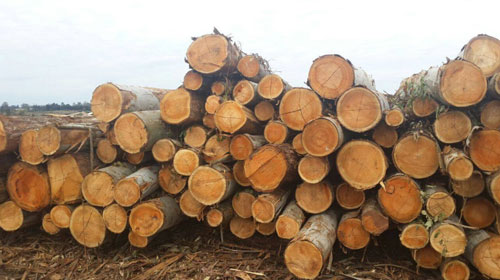 Eucalyptus Hybrid Wood