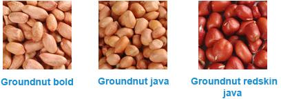 groundnut