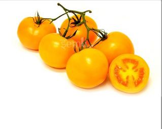 Hydroponically Grown Yellow Cherry Tomato