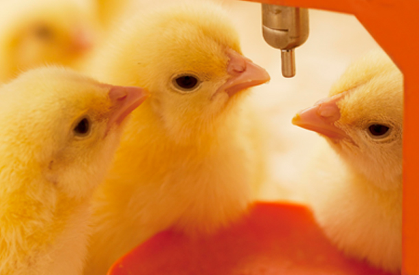 Day Old Chicks