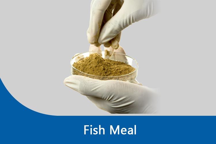 FISH MEAL Buy fish meal in Tirunelveli Tamil Nadu India from Janatha