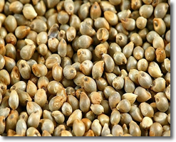 Hybrid Bajara Seeds