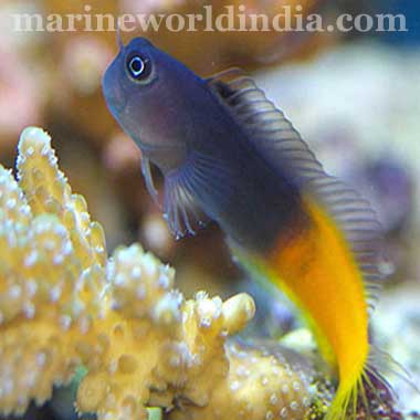 Bicolor Blenny fish