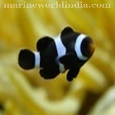 Black Percula sea fish
