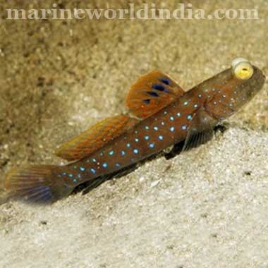 Blue Spot Shrimp Goby fish