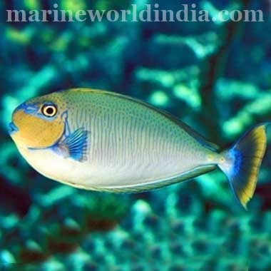 Blue Spot Vlamingi Tang fish