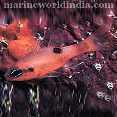 Flame Cardinal fish