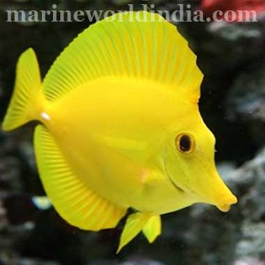 Hawaiian Yellow Tang fish