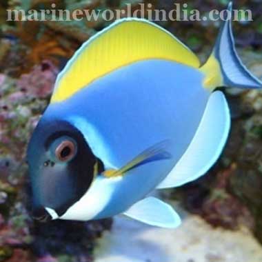 Maldives Powder Blue Tang fish