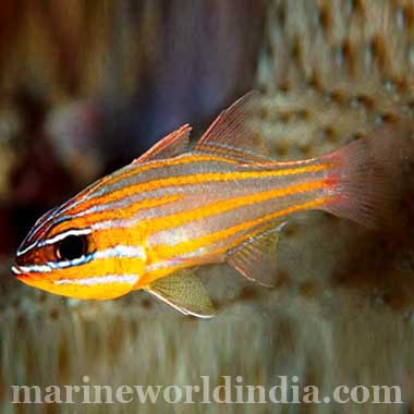 Orange Lined Cardinal fish