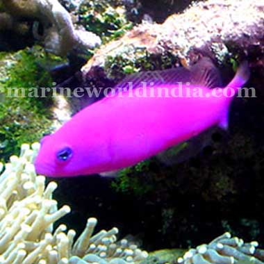 Purple Dottyback fish