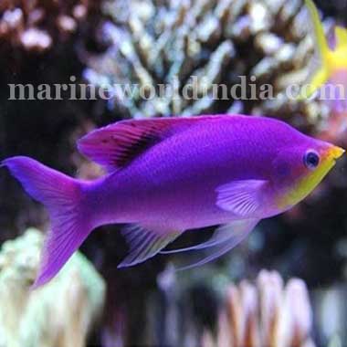 Purple queen clearance anthias care