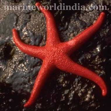 Red Linkia Star Tamaria