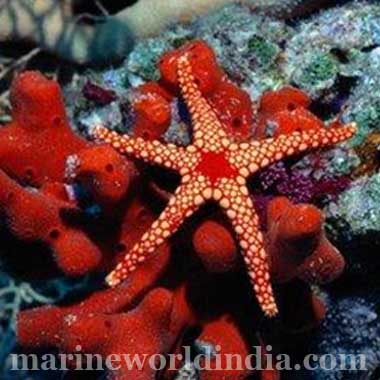 Red Marble Starfish