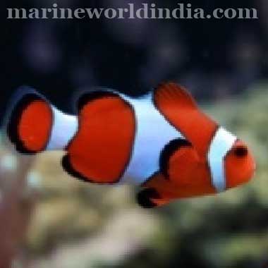 Red Percula sea fish