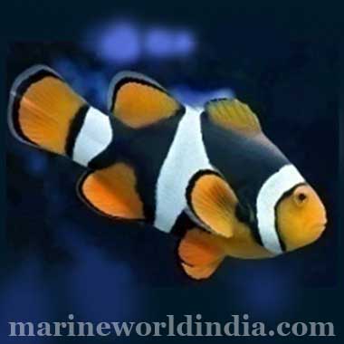 True Onyx Percula sea fish