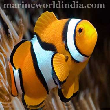 True Percula sea fish