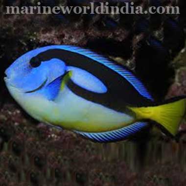 Yellow Belly Regal Tang fish