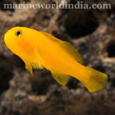 Yellow Clown Goby fish