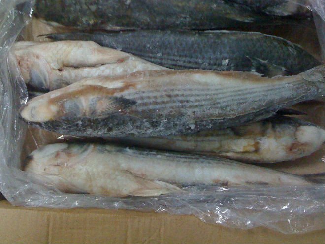 Frozen Grey Mullet Fishes
