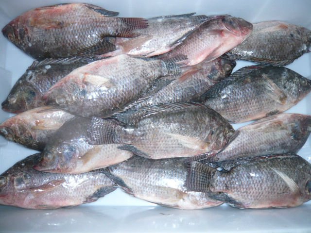 Frozen Whole Tilapia Fishes