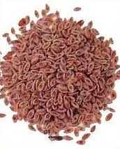 ISABGUL SEED