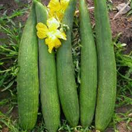 Spongegourd Seeds