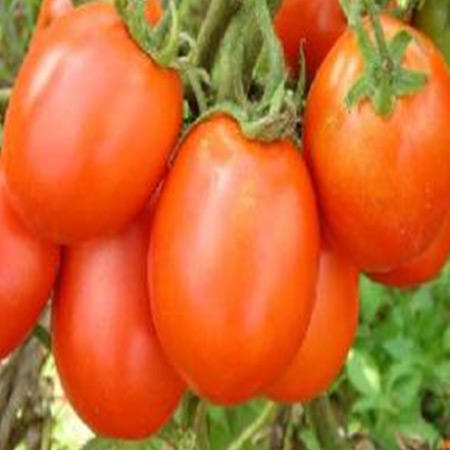 Tomato Seeds