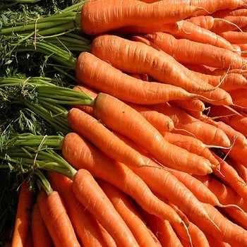 Fresh Carrot, Color : Red