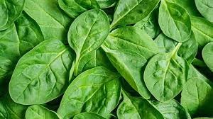 indian spinach
