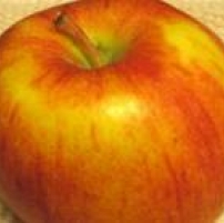 Red gold apple