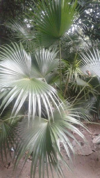 Desi Palm Plant